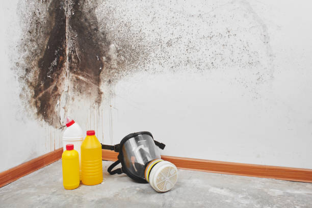 Professional Mold Removal in Largo, FL