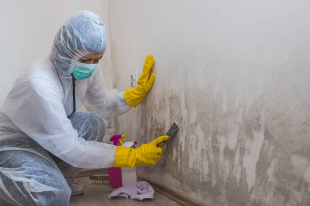 Attic Mold Removal in Largo, FL