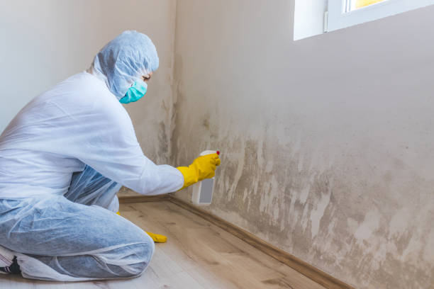 Mold Removal and Inspection in Largo, FL