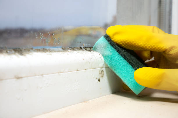 Best Residential Mold Removal  in Largo, FL